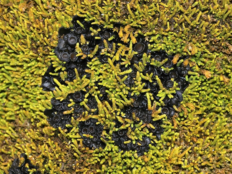 Bachman's Jelly Lichen photo 2