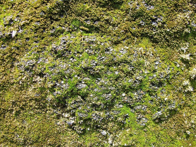Bachman's Jelly Lichen photo 3