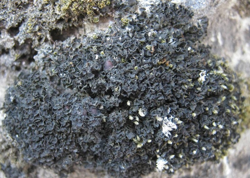 Bachman's Jelly Lichen photo 4