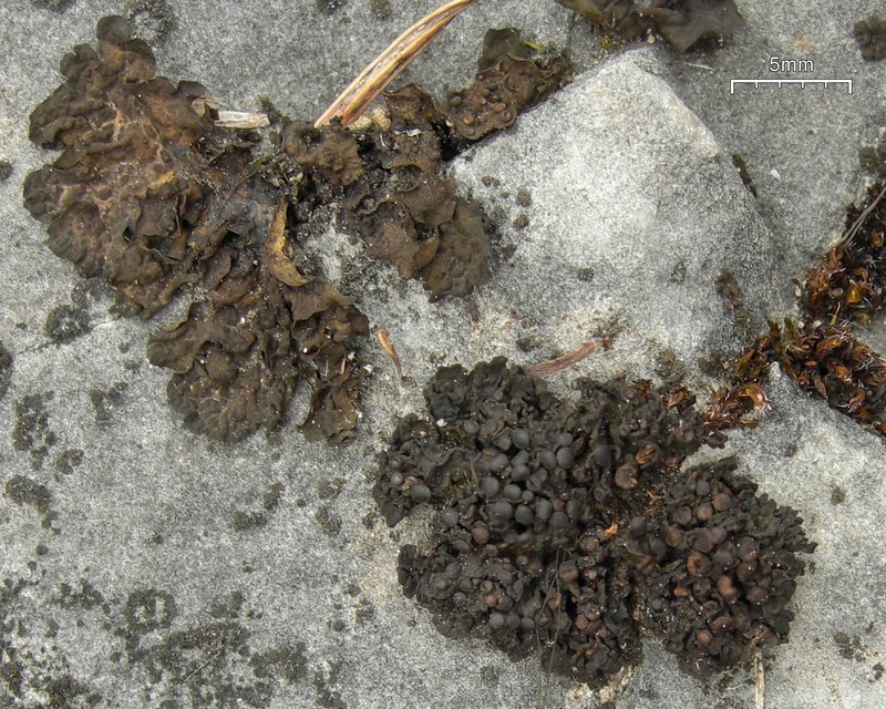Jelly Lichen