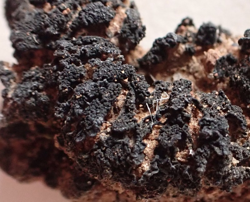 Jelly Lichen photo 2