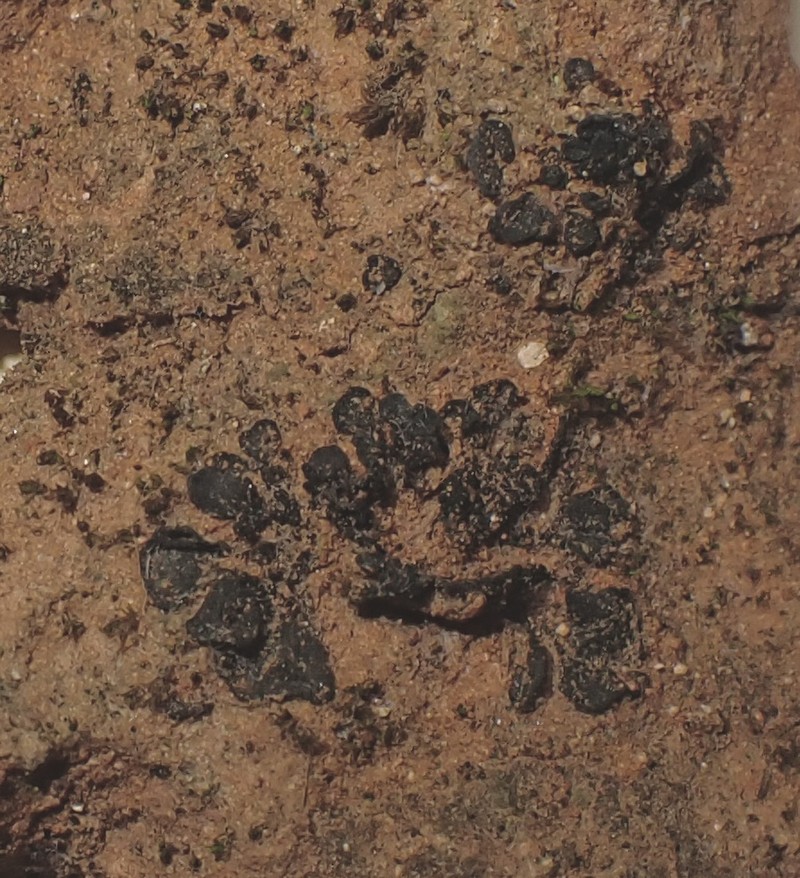 Jelly Lichen photo 3