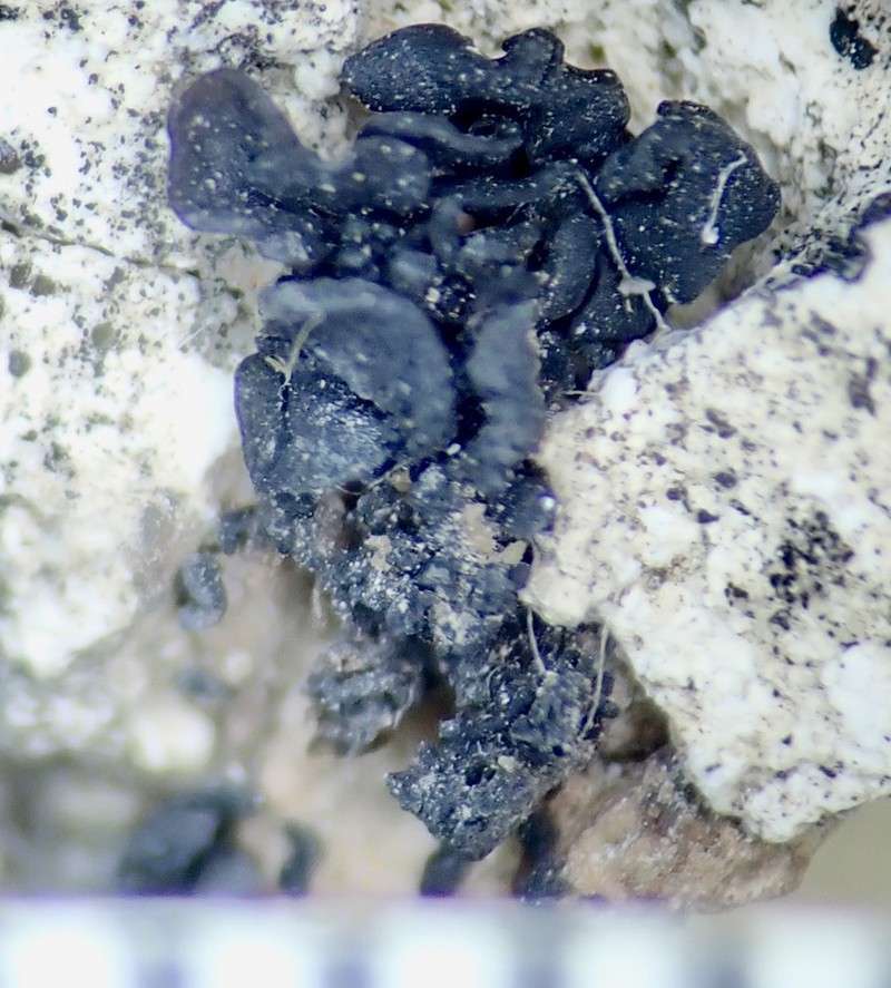 Jelly Lichen photo 4