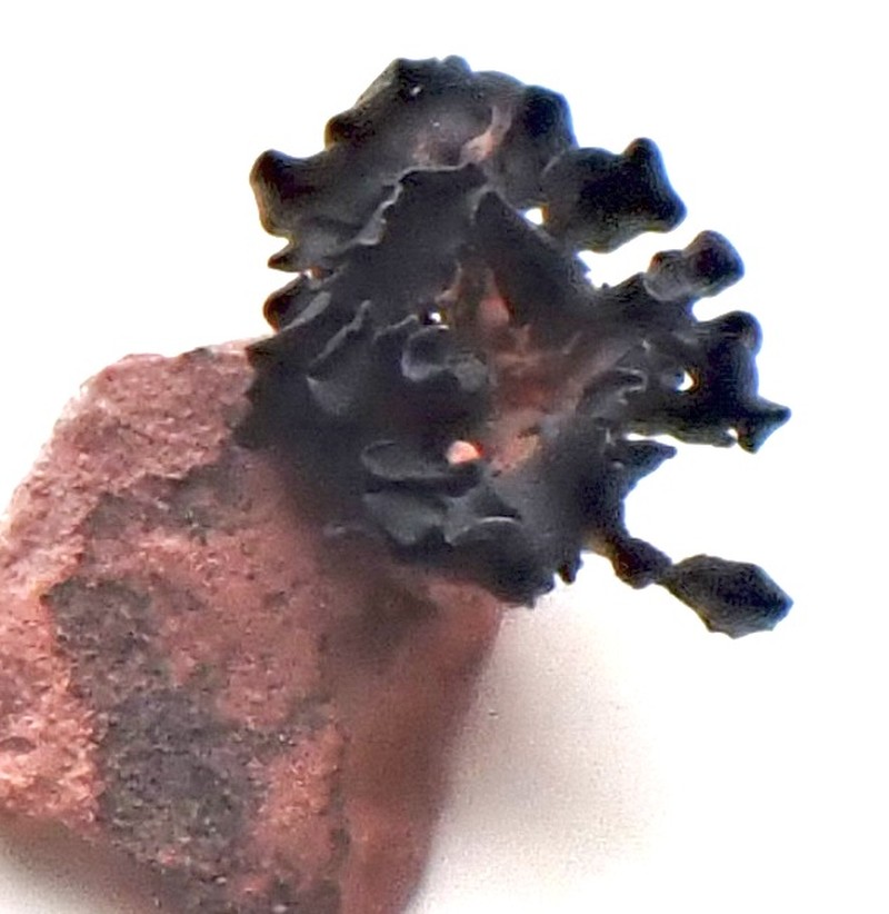 Jelly Lichen photo 5