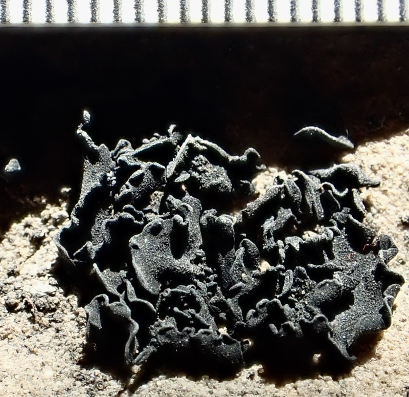 Jelly Lichen photo 7