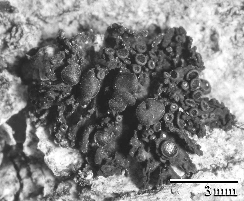 Conglomerate Jelly Lichen