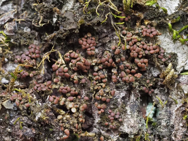 Conglomerate Jelly Lichen