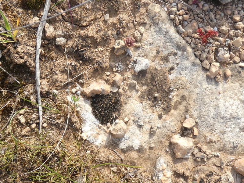 Jelly Lichen
