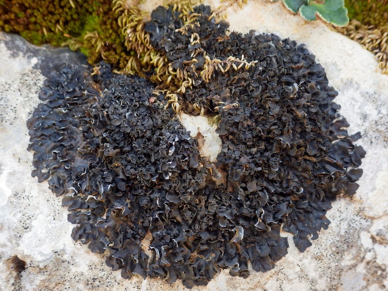 Jelly Lichen photo 2