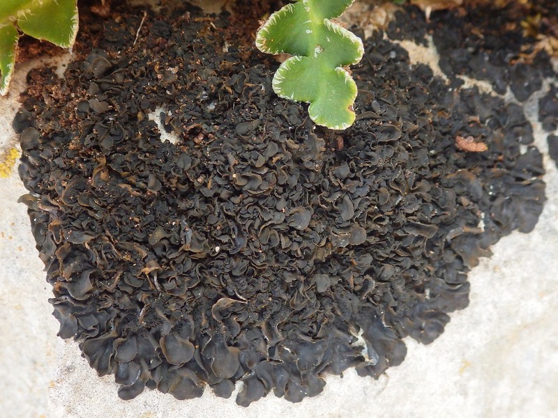 Jelly Lichen photo 3