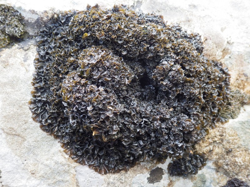 Jelly Lichen photo 4