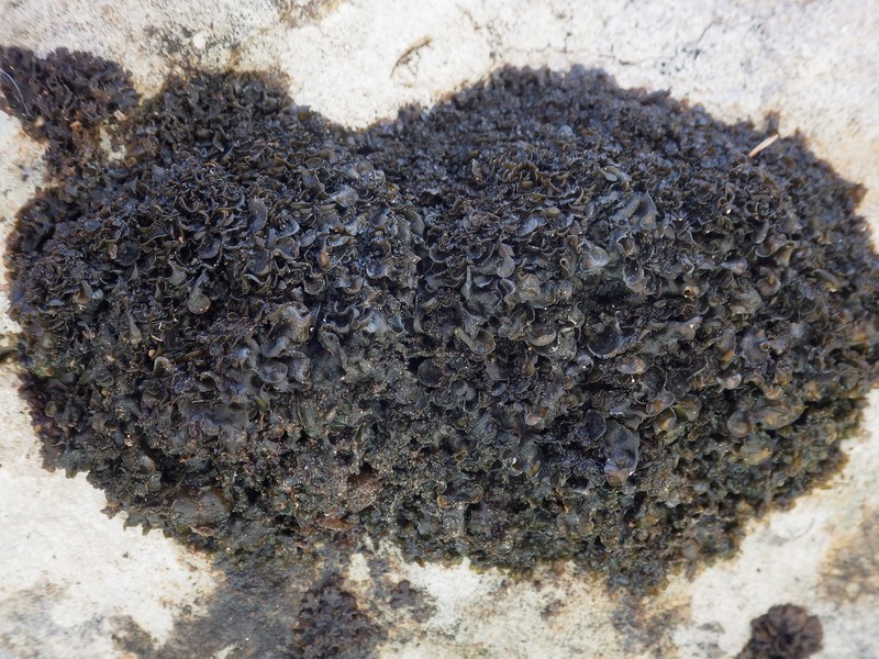 Jelly Lichen photo 5