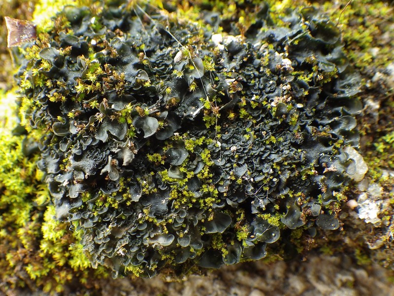 Jelly Lichen photo 6