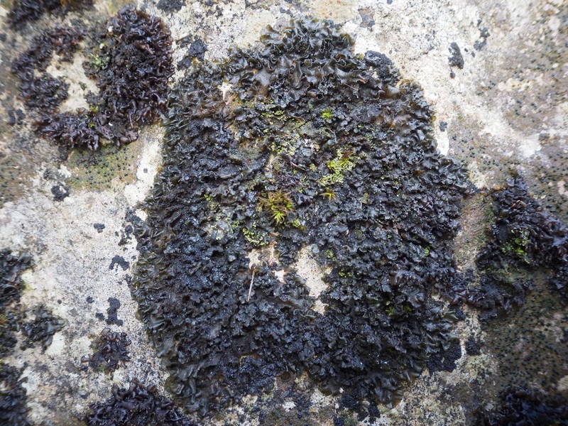 Jelly Lichen photo 7
