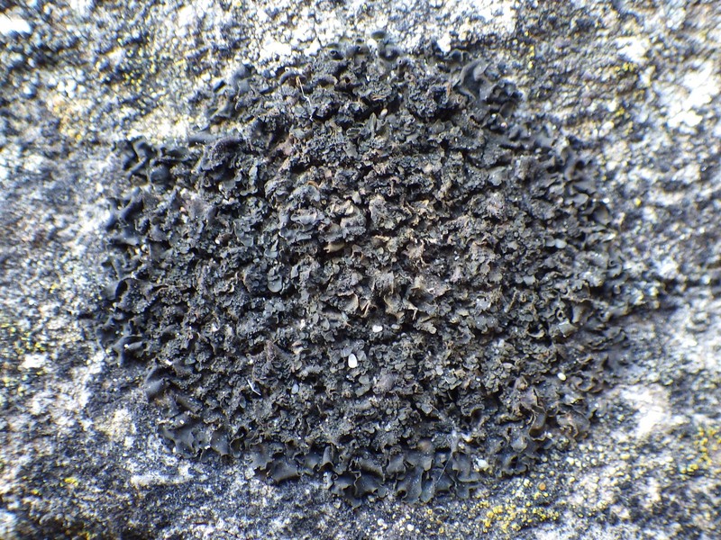 Jelly Lichen photo 8