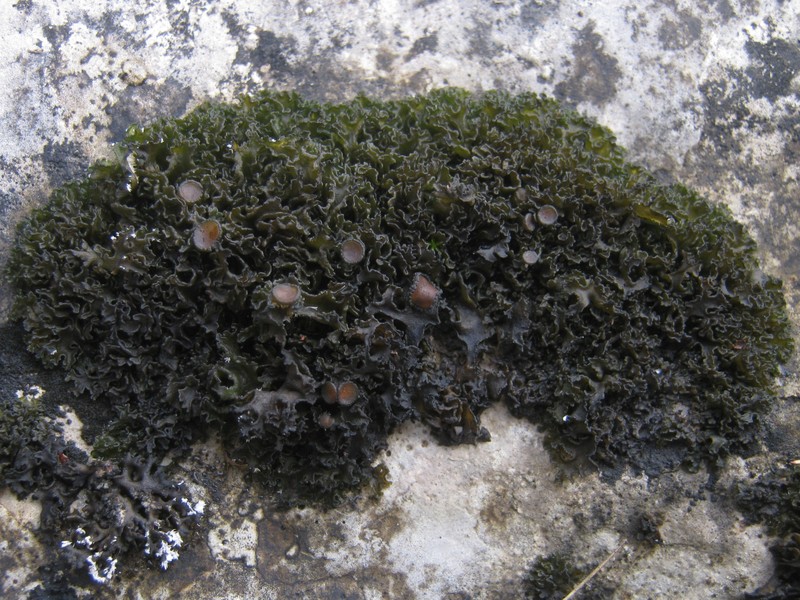 Jelly Lichen