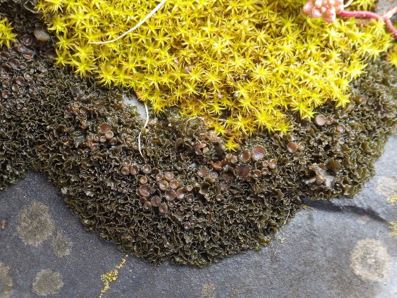 Jelly Lichen