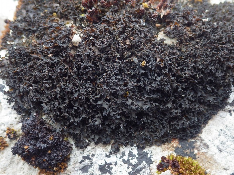Jelly Lichen photo 2