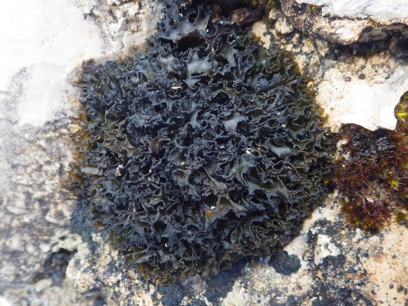 Jelly Lichen photo 3