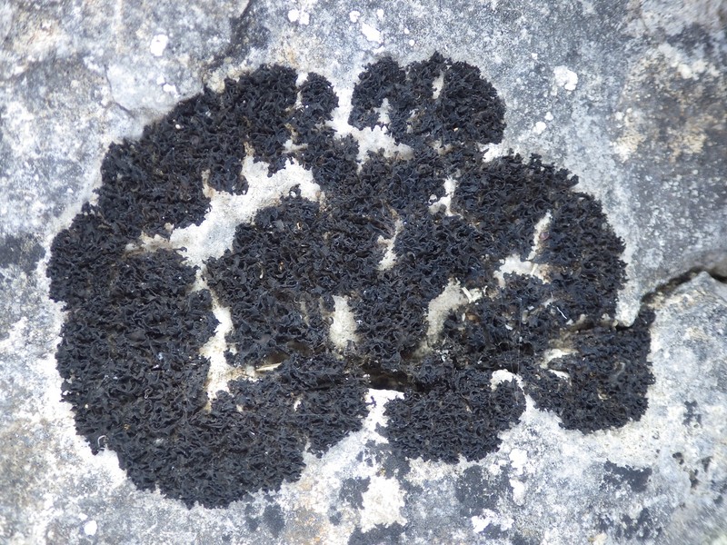 Jelly Lichen photo 4