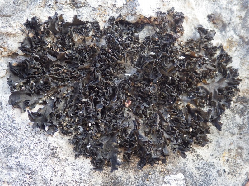 Jelly Lichen photo 5