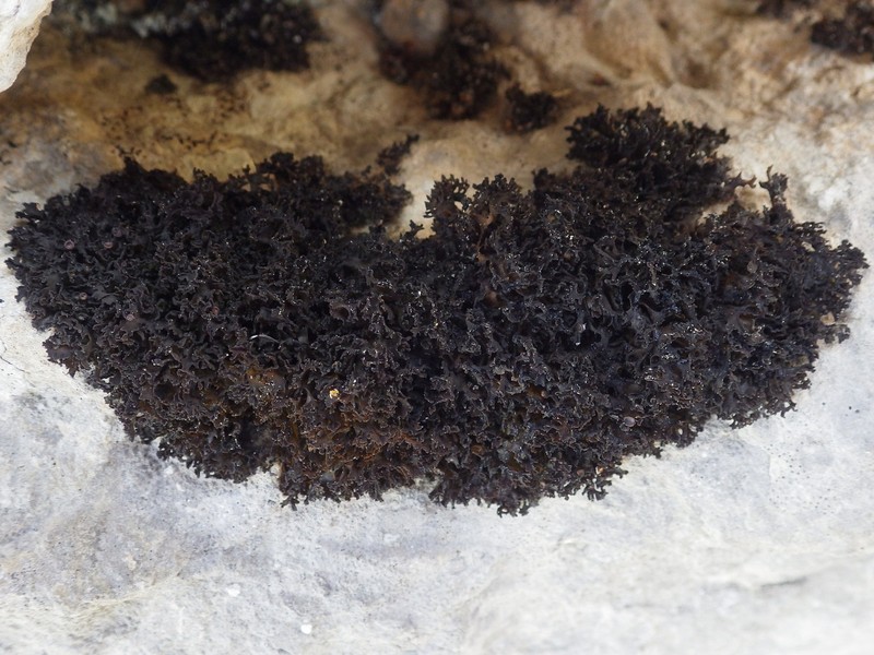 Jelly Lichen photo 6