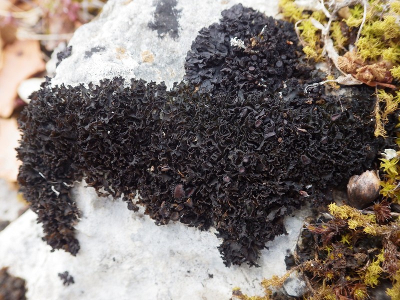 Jelly Lichen photo 7