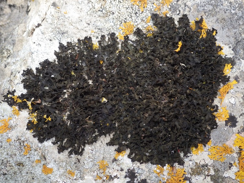 Jelly Lichen photo 8