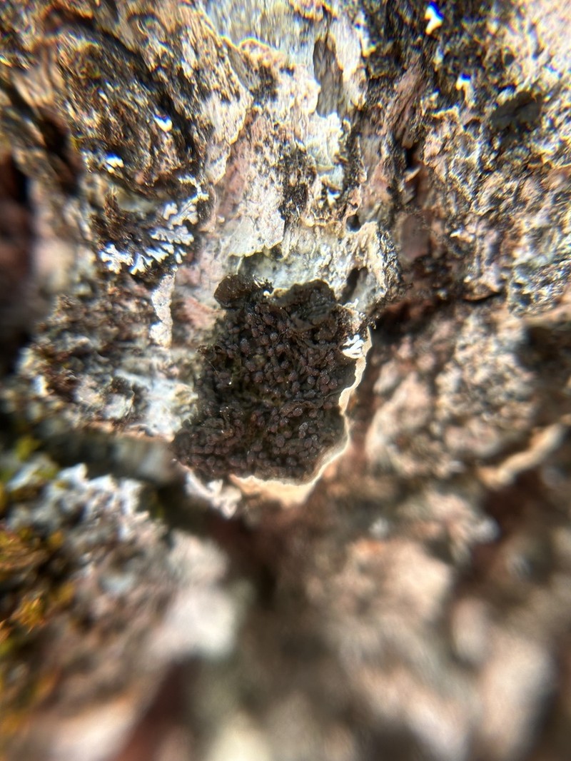 Jelly Lichen