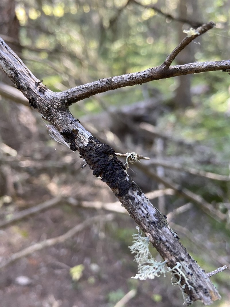 Jelly Lichen photo 2