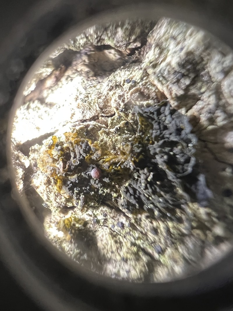 Jelly Lichen photo 3