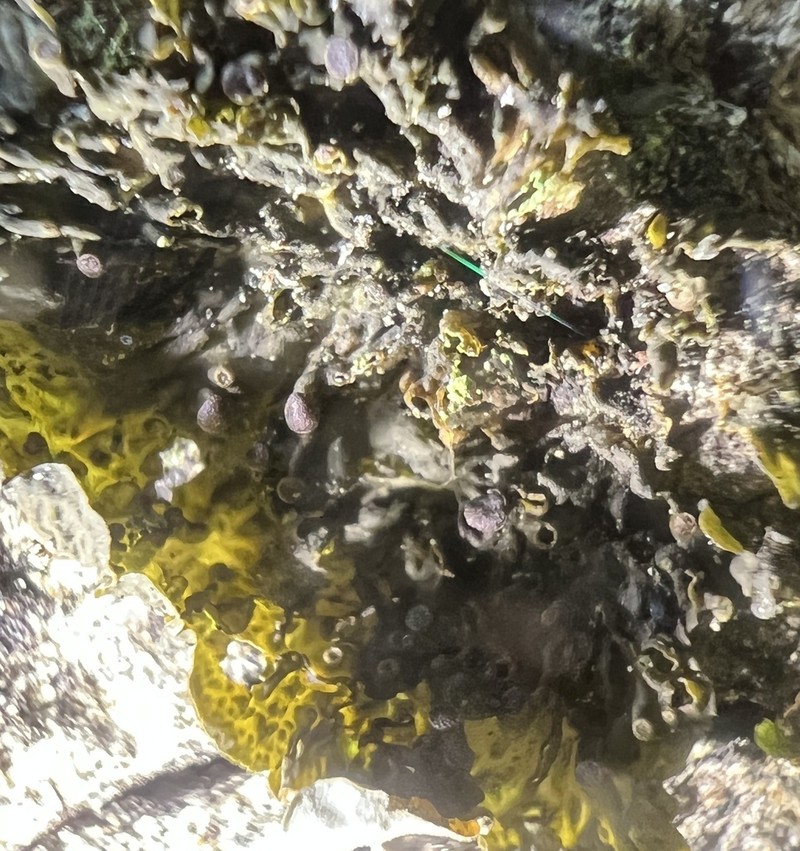 Jelly Lichen photo 4