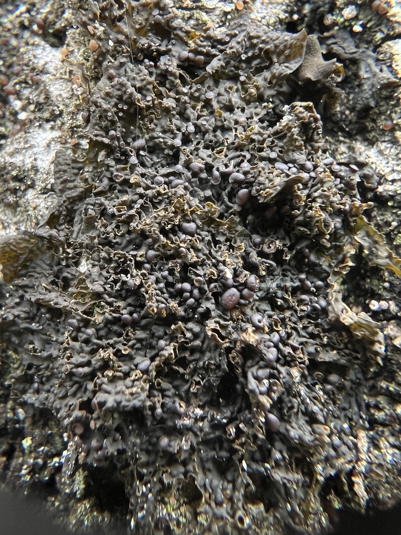 Jelly Lichen photo 5