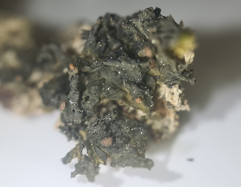 Jelly Lichen photo 6