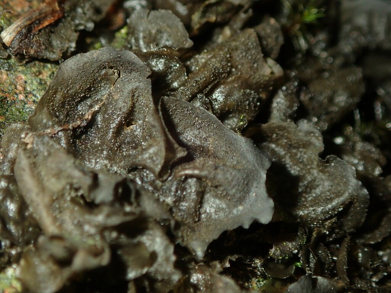 Jelly Lichen