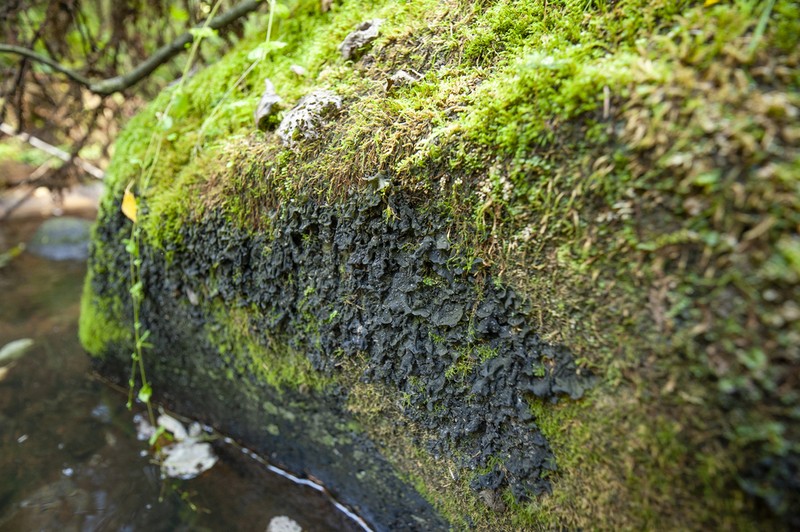 Jelly Lichen photo 2