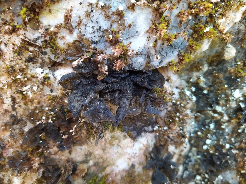 Jelly Lichen photo 3