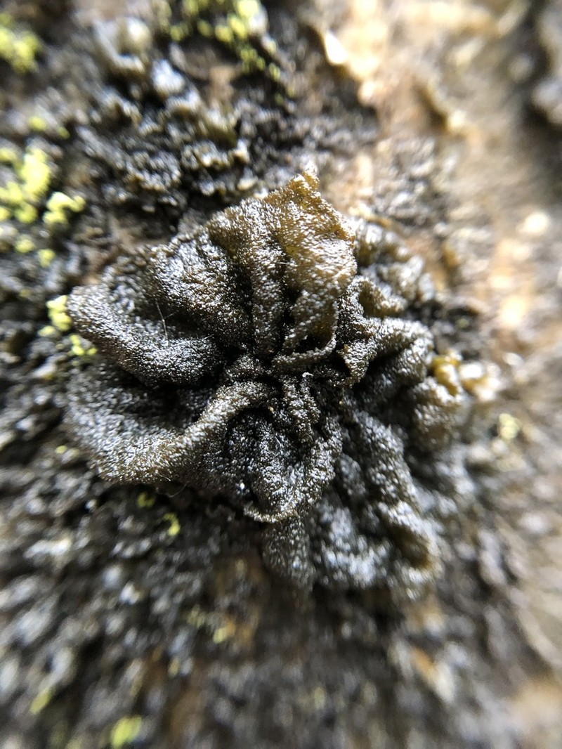 Jelly Lichen photo 4
