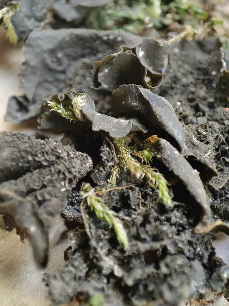Jelly Lichen photo 5