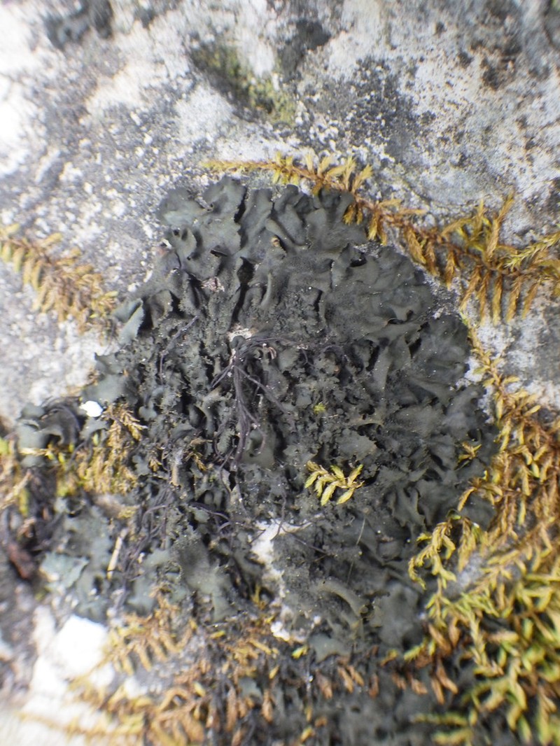 Jelly Lichen photo 6