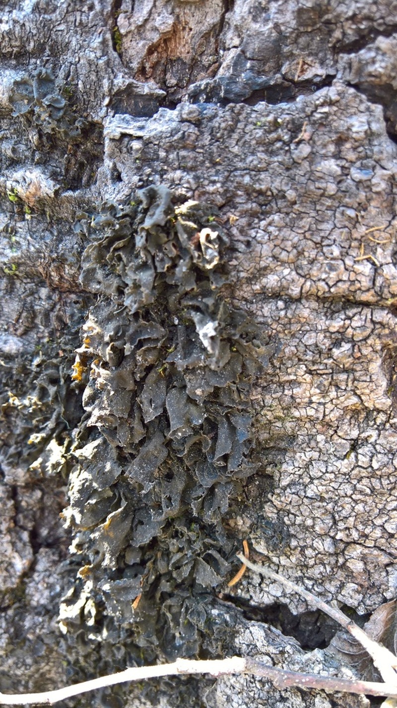 Jelly Lichen photo 7