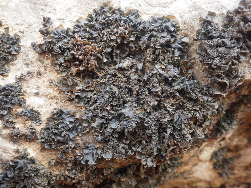 Jelly Lichen photo 8