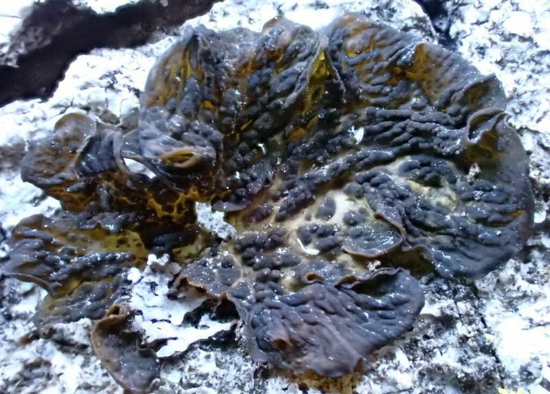 Jelly Lichen
