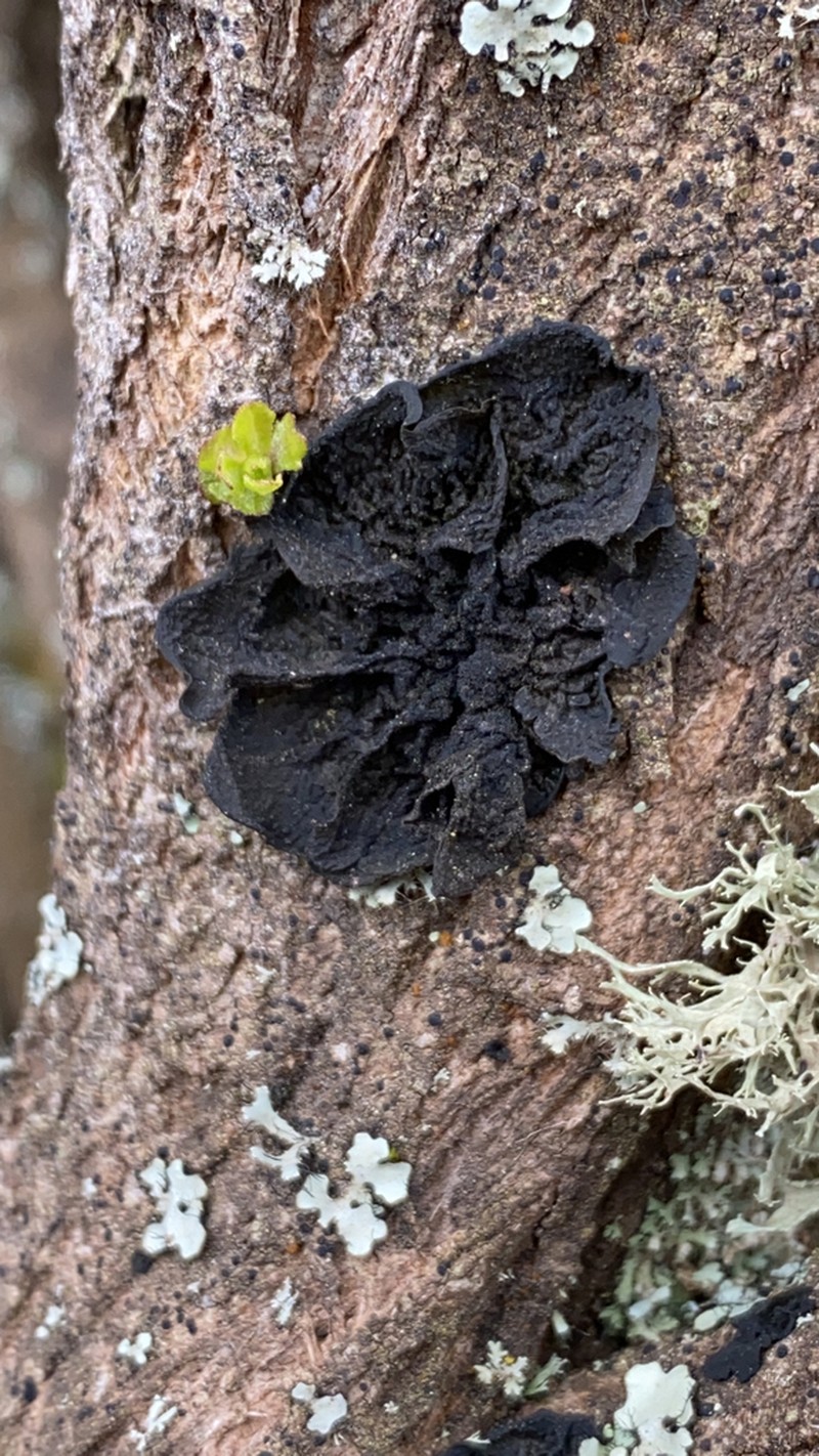 Jelly Lichen photo 2