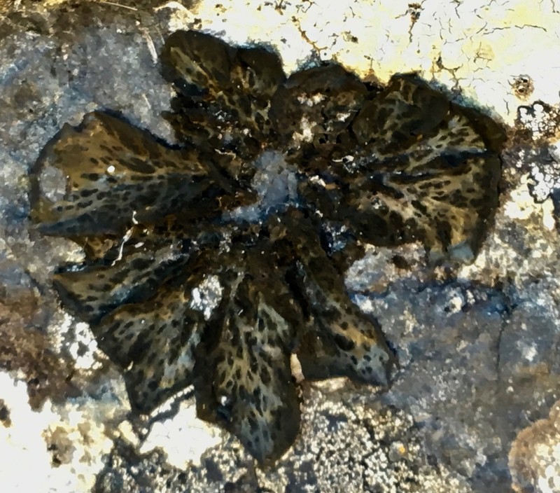 Jelly Lichen photo 3