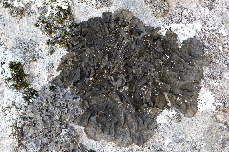Jelly Lichen photo 4