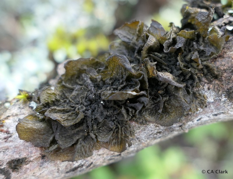 Jelly Lichen photo 5