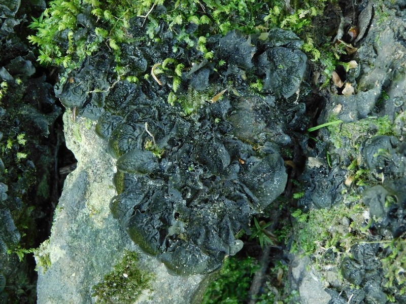 Jelly Lichen photo 6