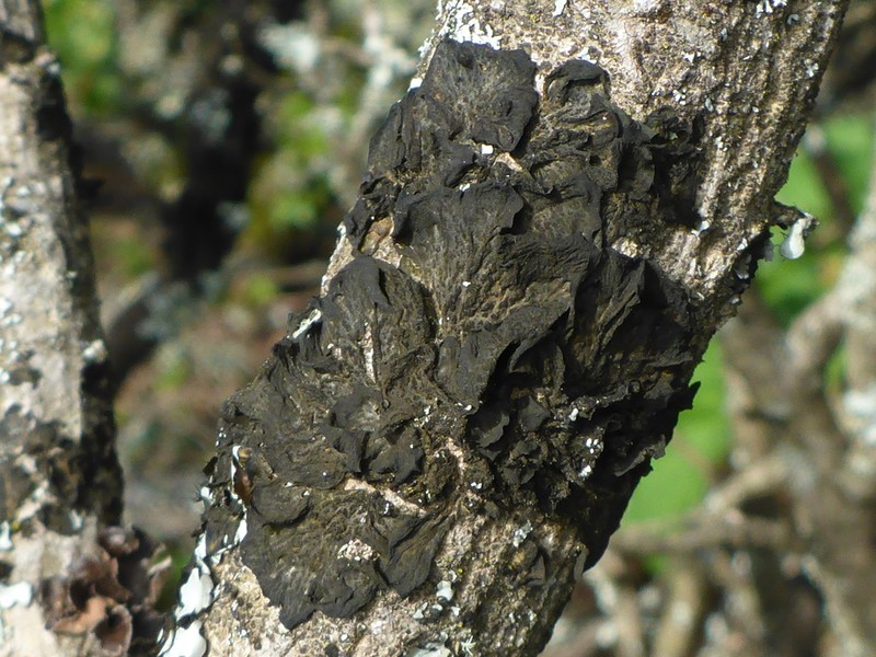 Jelly Lichen photo 7