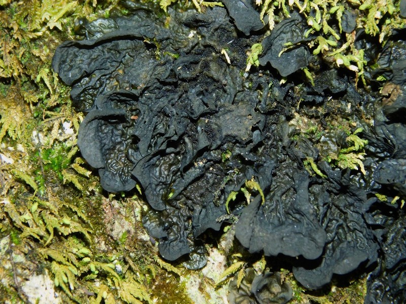 Jelly Lichen photo 8